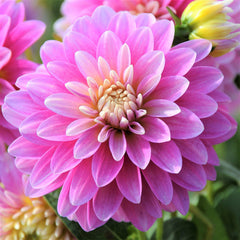Gallery Rembrandt Dahlia Bulbs Perennial Growing Bonsai Roots Rhizomes Corms Tubers Potted Planting Reblooming Fragrant Garden Species Blooms Flower Seeds Plant Gardening