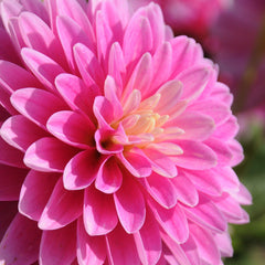 Gallery Rembrandt Dahlia Bulbs Perennial Growing Bonsai Roots Rhizomes Corms Tubers Potted Planting Reblooming Fragrant Garden Species Blooms Flower Seeds Plant Gardening
