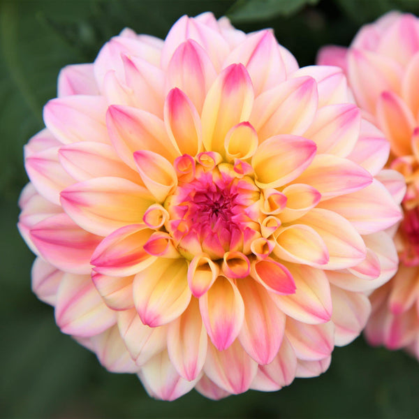 Gallery Secret Glow Dahlia Bulbs Perennial Growing Bonsai Roots Rhizomes Corms Tubers Potted Planting Reblooming Fragrant Garden Species Blooms Flower Seeds Plant Gardening