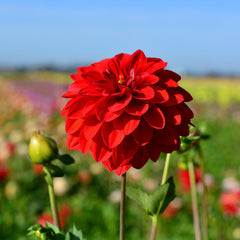Dahlia Gallery Singer Bulbs Perennial Growing Bonsai Roots Rhizomes Corms Tubers Potted Planting Reblooming Fragrant Garden Species Blooms Flower Seeds Plant Gardening