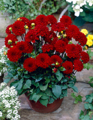 Gallery Singer Dahlia Bulbs Perennial Growing Bonsai Roots Rhizomes Corms Tubers Potted Planting Reblooming Fragrant Garden Species Blooms Flower Seeds Plant Gardening