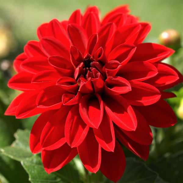 Dahlia Gallery Singer Bulbs Perennial Growing Bonsai Roots Rhizomes Corms Tubers Potted Planting Reblooming Fragrant Garden Species Blooms Flower Seeds Plant Gardening