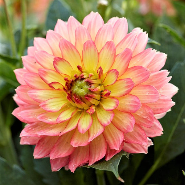 Gallery Pablo Dahlia Bulbs Perennial Growing Bonsai Roots Rhizomes Corms Tubers Potted Planting Reblooming Fragrant Garden Species Blooms Flower Seeds Plant Gardening