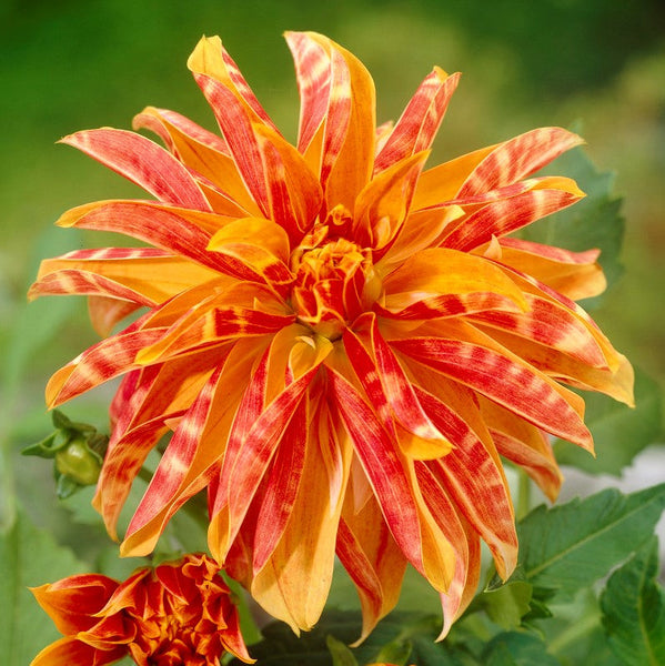 Giraffe Dahlia Bulbs Perennial Growing Bonsai Roots Rhizomes Corms Tubers Potted Planting Reblooming Fragrant Garden Species Blooms Flower Seeds Plant Gardening