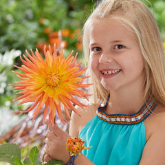 Dahlia Gold Crown Bulbs Perennial Growing Bonsai Roots Rhizomes Corms Tubers Potted Planting Reblooming Fragrant Garden Species Blooms Flower Seeds Plant Gardening