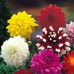 Dahlia Golden Emblem Bulbs Perennial Growing Bonsai Roots Rhizomes Corms Tubers Potted Planting Reblooming Fragrant Garden Species Blooms Flower Seeds Plant Gardening