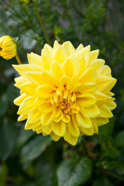 Dahlia Golden Emblem Bulbs Perennial Growing Bonsai Roots Rhizomes Corms Tubers Potted Planting Reblooming Fragrant Garden Species Blooms Flower Seeds Plant Gardening