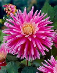 Good Earth Dahlia Bulbs Perennial Growing Bonsai Roots Rhizomes Corms Tubers Potted Planting Reblooming Fragrant Garden Species Blooms Flower Seeds Plant Gardening