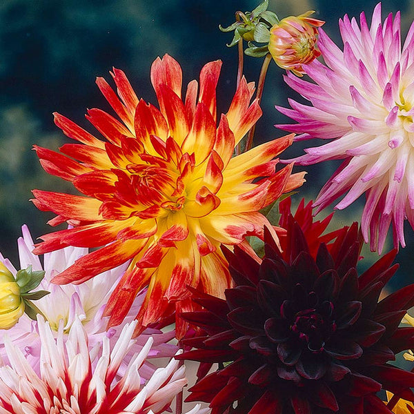 Dahlia Gudoshnik Bulbs Perennial Growing Bonsai Roots Rhizomes Corms Tubers Potted Planting Reblooming Fragrant Garden Species Blooms Flower Seeds Plant Gardening