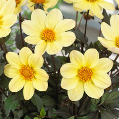Happy Days Lemon Dahlia Bulbs Perennial Growing Bonsai Roots Rhizomes Corms Tubers Potted Planting Reblooming Fragrant Garden Species Blooms Flower Seeds Plant Gardening