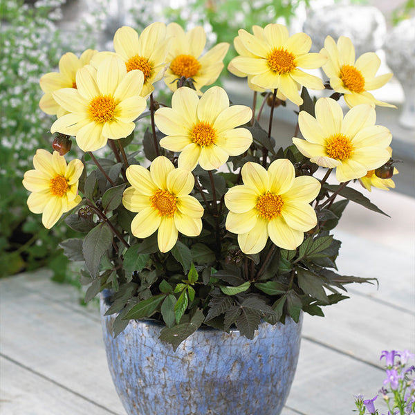Happy Days Lemon Dahlia Bulbs Perennial Growing Bonsai Roots Rhizomes Corms Tubers Potted Planting Reblooming Fragrant Garden Species Blooms Flower Seeds Plant Gardening