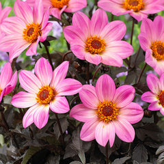 Happy Days Pink Dahlia Bulbs Perennial Growing Bonsai Roots Rhizomes Corms Tubers Potted Planting Reblooming Fragrant Garden Species Blooms Flower Seeds Plant Gardening - Seedsplant