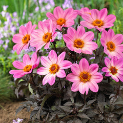 Happy Days Pink Dahlia Bulbs Perennial Growing Bonsai Roots Rhizomes Corms Tubers Potted Planting Reblooming Fragrant Garden Species Blooms Flower Seeds Plant Gardening - Seedsplant