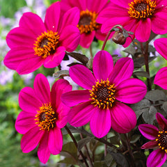 Dahlia Happy Days Purple Bulbs Perennial Growing Bonsai Roots Rhizomes Corms Tubers Potted Planting Reblooming Fragrant Garden Species Blooms Flower Seeds Plant Gardening
