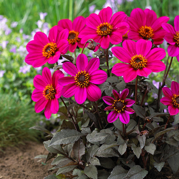 Dahlia Happy Days Purple Bulbs Perennial Growing Bonsai Roots Rhizomes Corms Tubers Potted Planting Reblooming Fragrant Garden Species Blooms Flower Seeds Plant Gardening