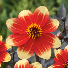 Dahlia Happy Days Red-Yellow Bicolour Bulbs Perennial Growing Bonsai Roots Rhizomes Corms Tubers Potted Planting Reblooming Fragrant Garden Species Blooms Flower Seeds Plant Gardening