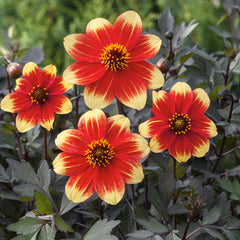 Dahlia Happy Days Red-Yellow Bicolour Bulbs Perennial Growing Bonsai Roots Rhizomes Corms Tubers Potted Planting Reblooming Fragrant Garden Species Blooms Flower Seeds Plant Gardening