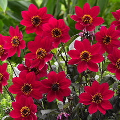 Happy Days Red Dahlia Bulbs Perennial Growing Bonsai Roots Rhizomes Corms Tubers Potted Planting Reblooming Fragrant Garden Species Blooms Flower Seeds Plant Gardening
