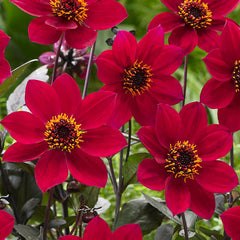 Happy Days Red Dahlia Bulbs Perennial Growing Bonsai Roots Rhizomes Corms Tubers Potted Planting Reblooming Fragrant Garden Species Blooms Flower Seeds Plant Gardening