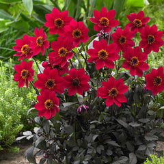 Happy Days Red Dahlia Bulbs Perennial Growing Bonsai Roots Rhizomes Corms Tubers Potted Planting Reblooming Fragrant Garden Species Blooms Flower Seeds Plant Gardening