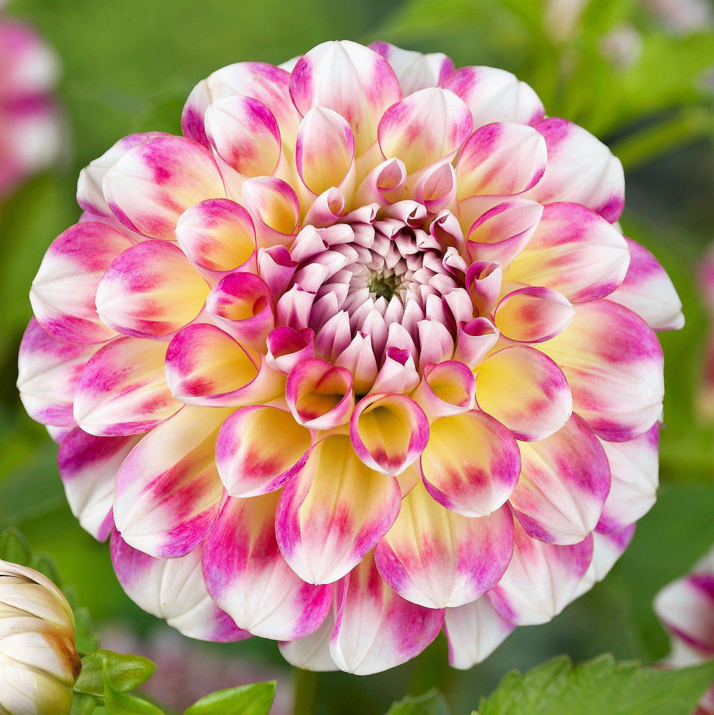 garden seeds hawaii Hawaii Dahlia Bulbs Perennial Growing Bonsai Roots Rhizomes Corms Tubers Potted Planting Reblooming Fragrant Garden Species Blooms Flower Seeds Plant Gardening