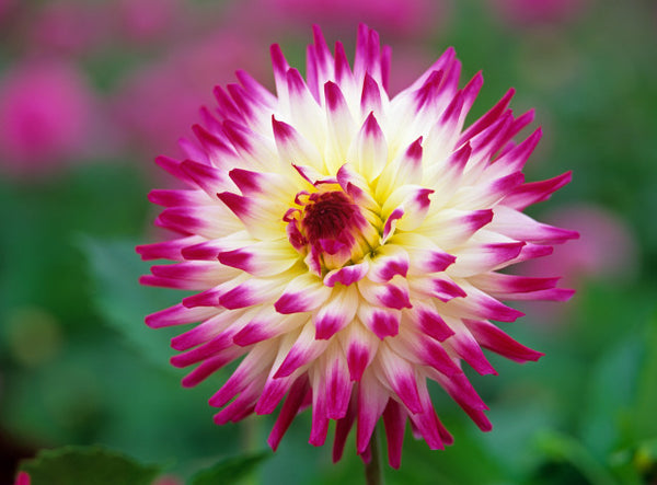 Hayley Jane Dahlia Bulbs Perennial Growing Bonsai Roots Rhizomes Corms Tubers Potted Planting Reblooming Fragrant Garden Species Blooms Flower Seeds Plant Gardening