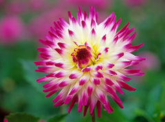 Hayley Jane Dahlia Bulbs Perennial Growing Bonsai Roots Rhizomes Corms Tubers Potted Planting Reblooming Fragrant Garden Species Blooms Flower Seeds Plant Gardening