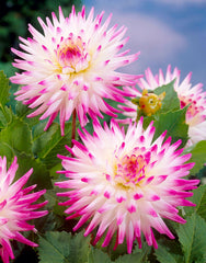 Hayley Jane Dahlia Bulbs Perennial Growing Bonsai Roots Rhizomes Corms Tubers Potted Planting Reblooming Fragrant Garden Species Blooms Flower Seeds Plant Gardening