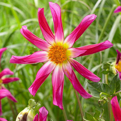 Dahlia Honka Pink Bulbs Perennial Growing Bonsai Roots Rhizomes Corms Tubers Potted Planting Reblooming Fragrant Garden Species Blooms Flower Seeds Plant Gardening