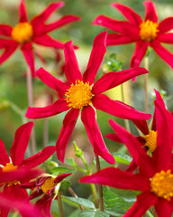 Dahlia Honka Red Bulbs Perennial Growing Bonsai Roots Rhizomes Corms Tubers Potted Planting Reblooming Fragrant Garden Species Blooms Flower Seeds Plant Gardening - Seedsplant