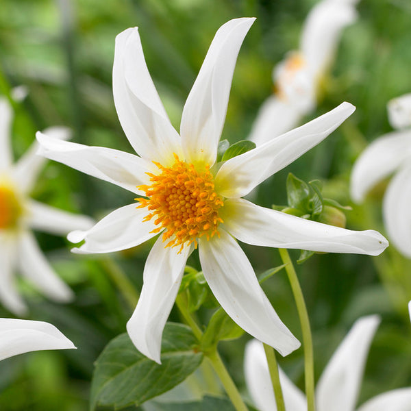 Honka White Dahlia Bulbs Perennial Growing Bonsai Roots Rhizomes Corms Tubers Potted Planting Reblooming Fragrant Garden Species Blooms Flower Seeds Plant Gardening