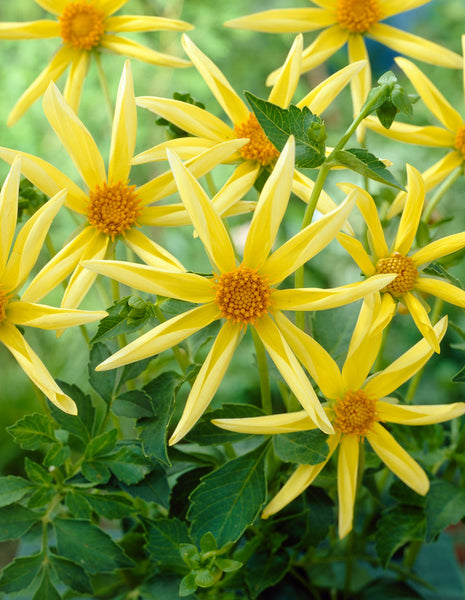 Honka Yellow Dahlia Bulbs Perennial Growing Bonsai Roots Rhizomes Corms Tubers Potted Planting Reblooming Fragrant Garden Species Blooms Flower Seeds Plant Gardening