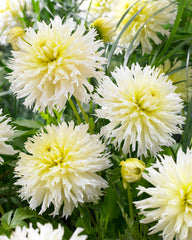 Ice Crystal Dahlia Bulbs Perennial Growing Bonsai Roots Rhizomes Corms Tubers Potted Planting Reblooming Fragrant Garden Species Blooms Flower Seeds Plant Gardening