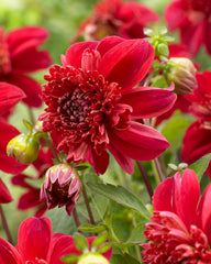 Inca Dahlia Bulbs Perennial Growing Bonsai Roots Rhizomes Corms Tubers Potted Planting Reblooming Fragrant Garden Species Blooms Flower Seeds Plant Gardening