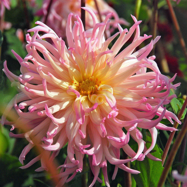 Dahlia Jeanne d'Arc Bulbs Perennial Growing Bonsai Roots Rhizomes Corms Tubers Potted Planting Reblooming Fragrant Garden Species Blooms Flower Seeds Plant Gardening