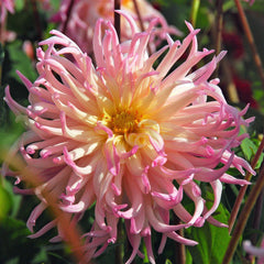 Dahlia Jeanne d'Arc Bulbs Perennial Growing Bonsai Roots Rhizomes Corms Tubers Potted Planting Reblooming Fragrant Garden Species Blooms Flower Seeds Plant Gardening