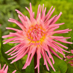 Dahlia Jeanne d'Arc Bulbs Perennial Growing Bonsai Roots Rhizomes Corms Tubers Potted Planting Reblooming Fragrant Garden Species Blooms Flower Seeds Plant Gardening