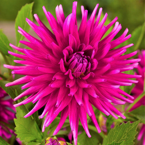 Jocondo Dahlia Bulbs Perennial Growing Bonsai Roots Rhizomes Corms Tubers Potted Planting Reblooming Fragrant Garden Species Blooms Flower Seeds Plant Gardening