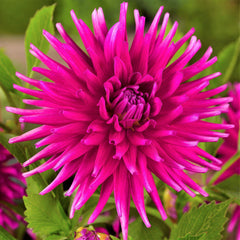 Jocondo Dahlia Bulbs Perennial Growing Bonsai Roots Rhizomes Corms Tubers Potted Planting Reblooming Fragrant Garden Species Blooms Flower Seeds Plant Gardening