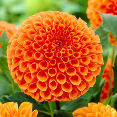 Jowey Linda Dahlia Bulbs Perennial Growing Bonsai Roots Rhizomes Corms Tubers Potted Planting Reblooming Fragrant Garden Species Blooms Flower Seeds Plant Gardening