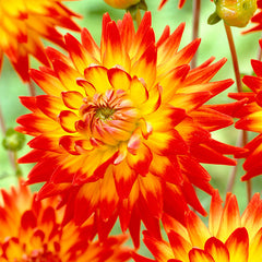 Karma Bon Bini Dahlia Bulbs Perennial Growing Bonsai Roots Rhizomes Corms Tubers Potted Planting Reblooming Fragrant Garden Species Blooms Flower Seeds Plant Gardening - Seedsplant