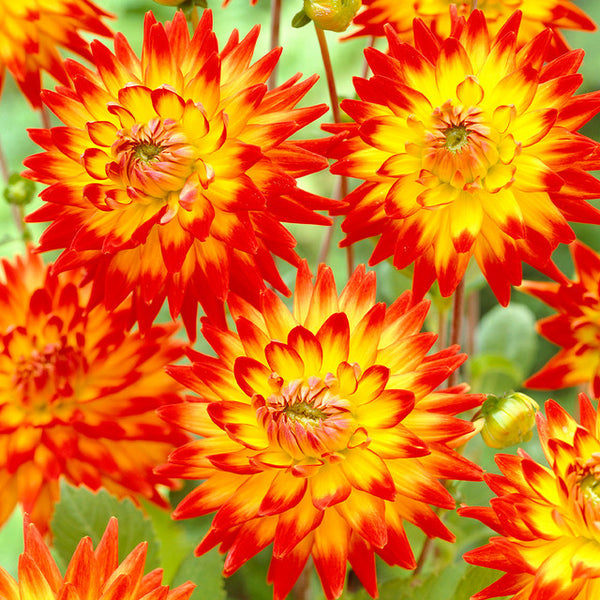 Karma Bon Bini Dahlia Bulbs Perennial Growing Bonsai Roots Rhizomes Corms Tubers Potted Planting Reblooming Fragrant Garden Species Blooms Flower Seeds Plant Gardening