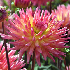 Dahlia Karma Sangria Bulbs Perennial Growing Bonsai Roots Rhizomes Corms Tubers Potted Planting Reblooming Fragrant Garden Species Blooms Flower Seeds Plant Gardening