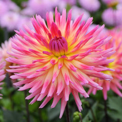 Dahlia Karma Sangria Bulbs Perennial Growing Bonsai Roots Rhizomes Corms Tubers Potted Planting Reblooming Fragrant Garden Species Blooms Flower Seeds Plant Gardening