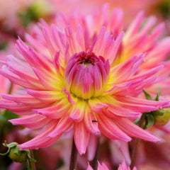 Dahlia Karma Sangria Bulbs Perennial Growing Bonsai Roots Rhizomes Corms Tubers Potted Planting Reblooming Fragrant Garden Species Blooms Flower Seeds Plant Gardening