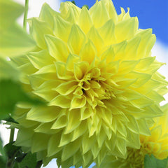 Kelvin Floodlight Dahlia Bulbs Perennial Growing Bonsai Roots Rhizomes Corms Tubers Potted Planting Reblooming Fragrant Garden Species Blooms Flower Seeds Plant Gardening