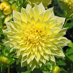 Cinnamon Spice Collection Dahlia Bulbs Perennial Growing Bonsai Roots Rhizomes Corms Tubers Potted Planting Reblooming Fragrant Garden Species Blooms Flower Seeds Plant Gardening