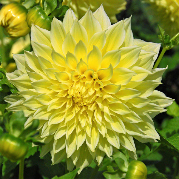 Kelvin Floodlight Dahlia Bulbs Perennial Growing Bonsai Roots Rhizomes Corms Tubers Potted Planting Reblooming Fragrant Garden Species Blooms Flower Seeds Plant Gardening