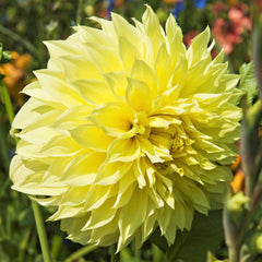 Kelvin Floodlight Dahlia Bulbs Perennial Growing Bonsai Roots Rhizomes Corms Tubers Potted Planting Reblooming Fragrant Garden Species Blooms Flower Seeds Plant Gardening