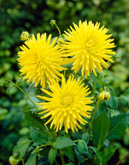 Kennemerland Dahlia Bulbs Perennial Growing Bonsai Roots Rhizomes Corms Tubers Potted Planting Reblooming Fragrant Garden Species Blooms Flower Seeds Plant Gardening